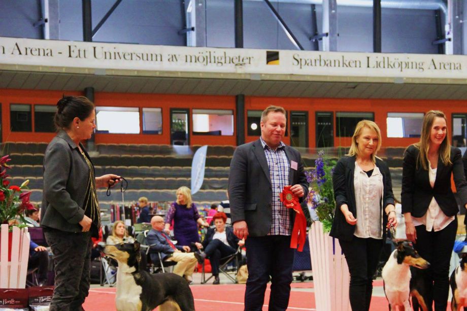 1 Avelsgrupp SKK Int.Show 2015 Lidköping