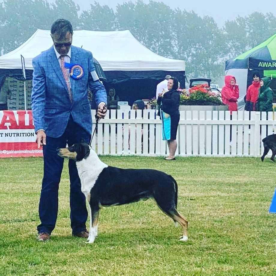 Big Congratulations 🏆 to Sean OBriain Seanchrois Collies  Ireland. Multi Ch Straightline's Secret Love at Seanchrois Green Star CAC. BOB. 🏆🏆🏆At Munster Ag International (CACIB) show. Thanks to Judge Mr. Johan Andersson (Swe)
#collie #smoothcollie